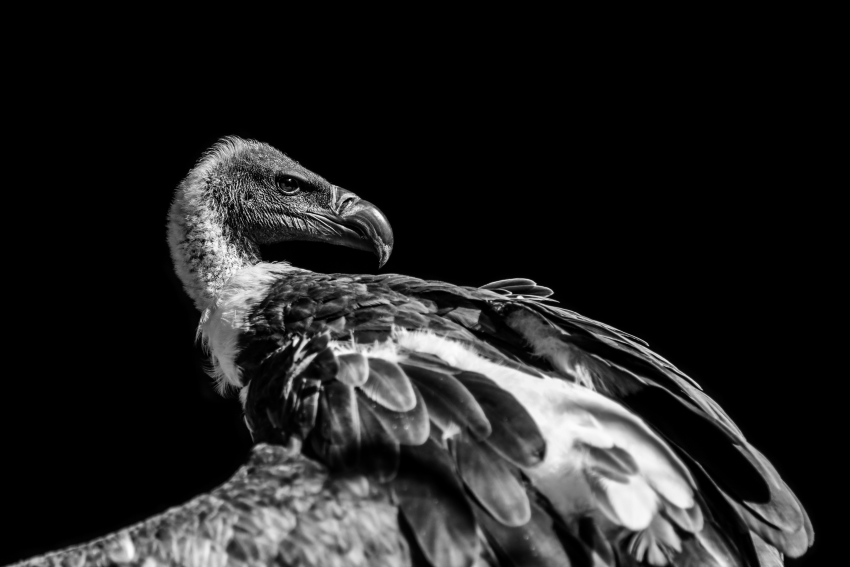 Tirage d'art - L’œil du vautour